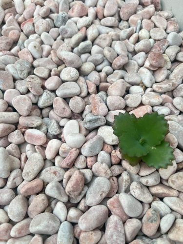 hsn-pebble-rosa-pink-tumbled-garden-pathway-small-tree